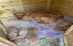 Labrador Retriever dogs for sale: Beautiful litter of KC labrador puppies  - Image 21