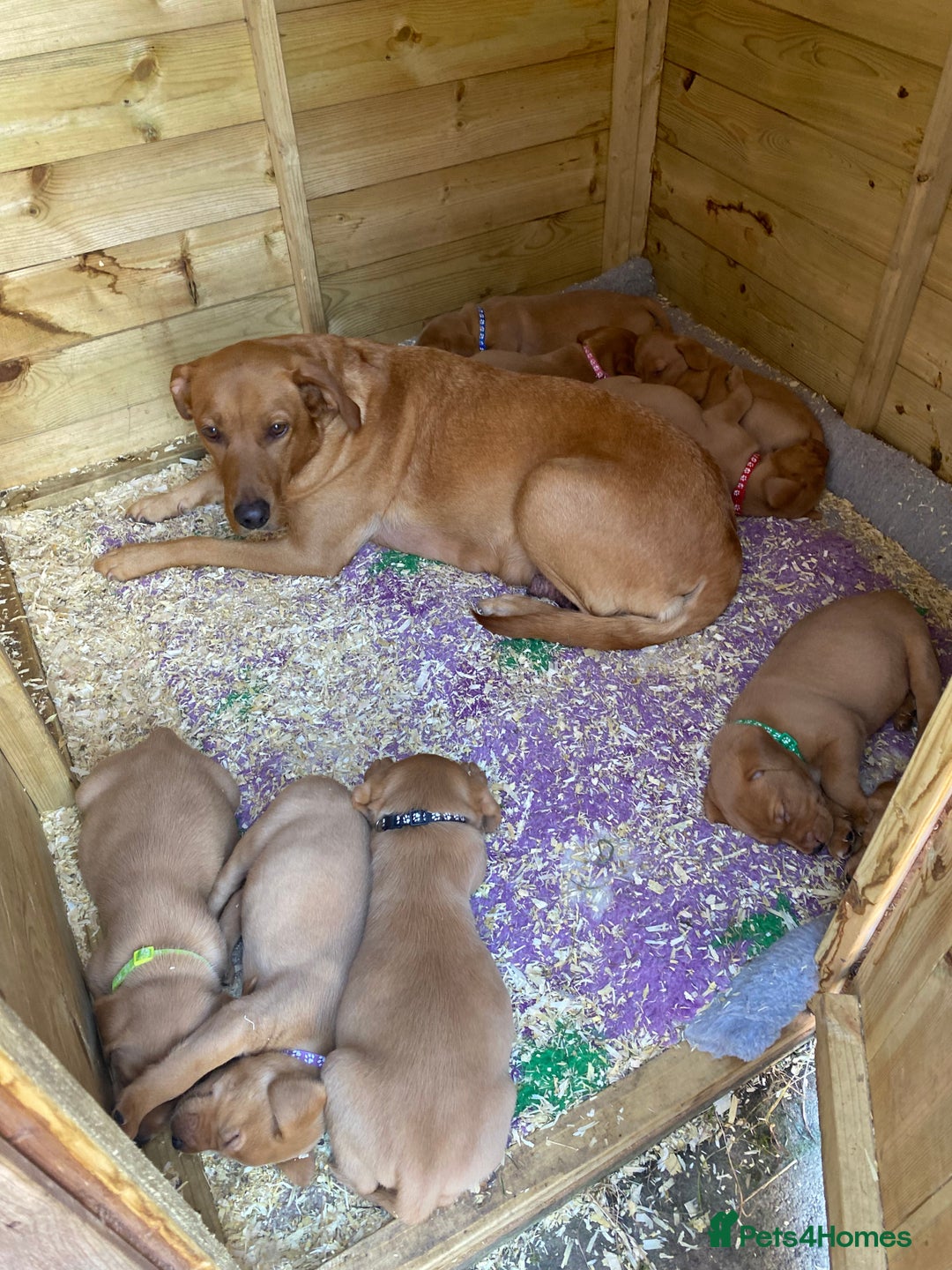 Labrador Retriever dogs for sale: Beautiful litter of KC labrador puppies  - Image 21