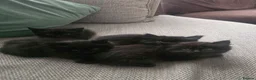 Mixed Breed cats for sale: 4 black kittens  for sale  in Weston-super-Mare - Advert 5