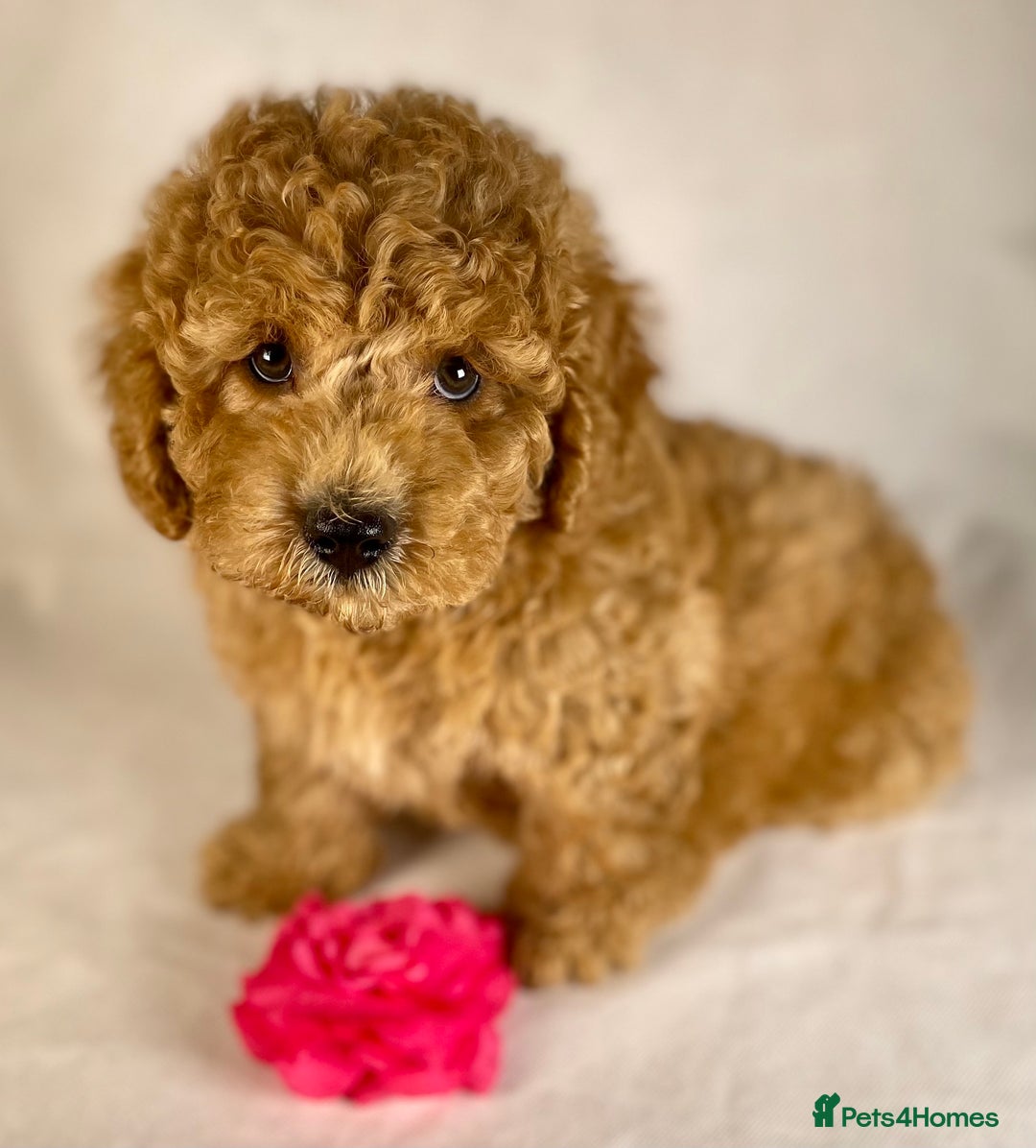 Toy Poodle dogs for stud: Exquisite Proven KC Red Stud DNA Clear Eye Tested - Advert 12