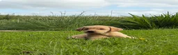 Labrador Retriever dogs for sale: Outstanding litter of Labrador pups  - Advert 9