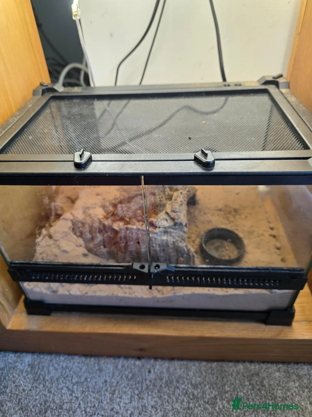 Other/Mixed Breed fish for sale: Dart frogs,puffer fish,minnos,newts,crab, scorpion in Burntwood - Advert 2