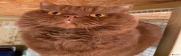 British Shorthair cats for stud: Gccf british reg studs CINNAMON / CHOC /RED / BLUE - Advert 3