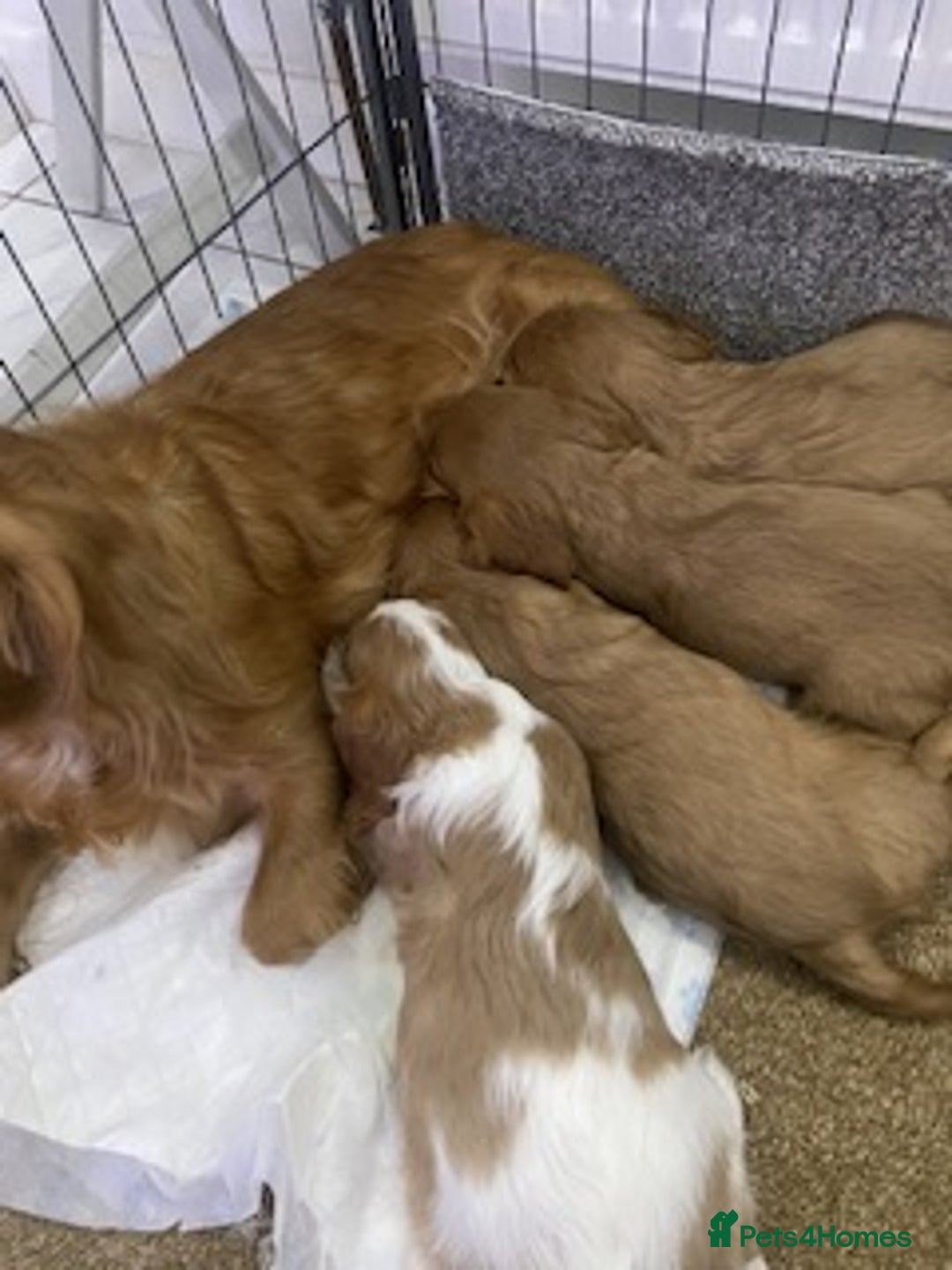 Cavalier King Charles Spaniel dogs for sale: pure Cavalier King Charlse Spaniel - Advert 2