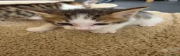 Mixed Breed cats for sale: 4 weeks old kittens in Darlington - Advert 3