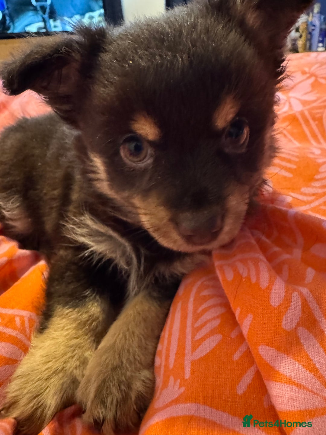 Chihuahua dogs for sale: chocolate boy black n tan boy creamish girl  - Advert 1