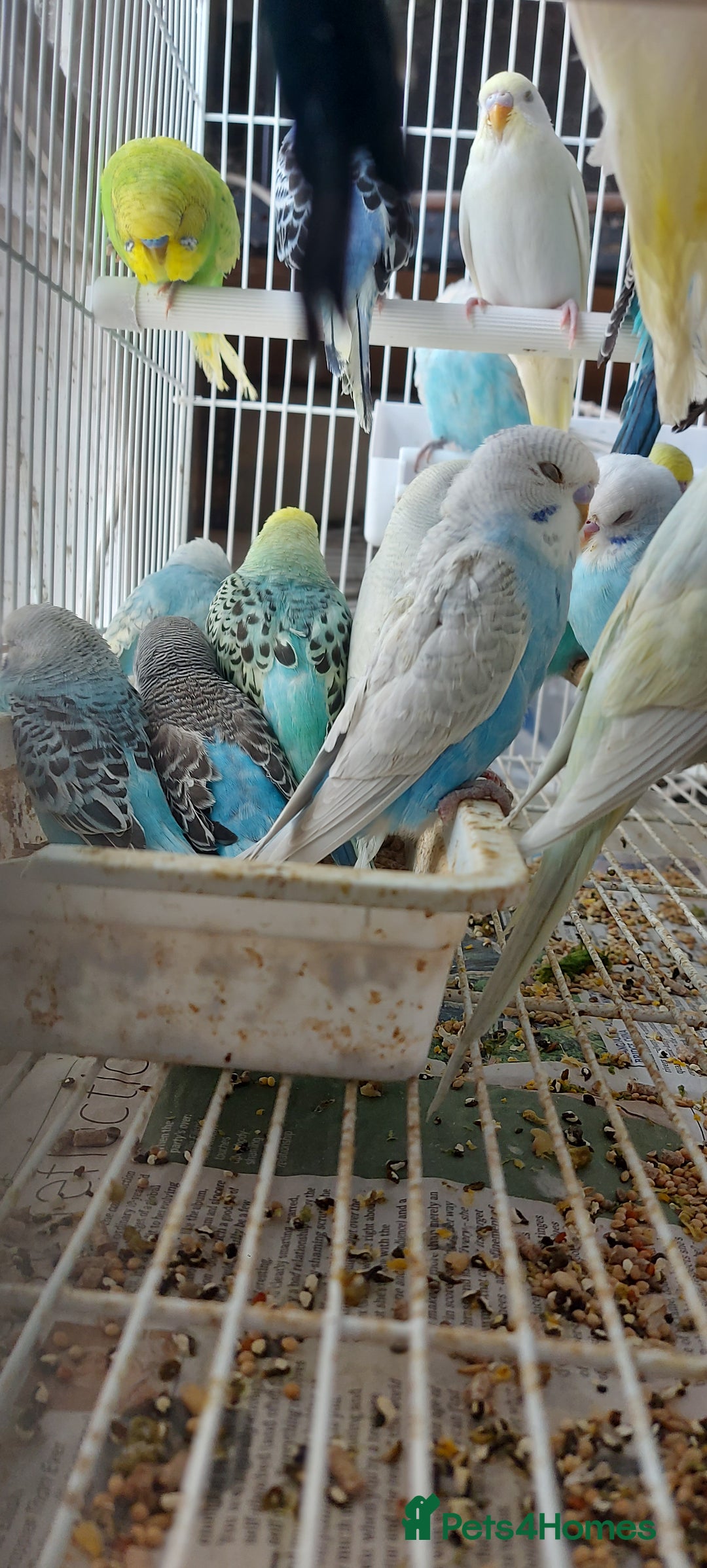 Budgerigars birds for sale: Budgies for sale  - Image 16
