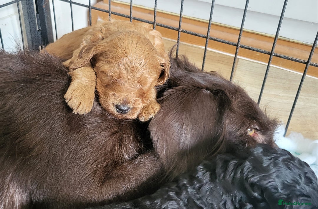 Labradoodle dogs for sale: Beautiful, Well Bred F1b Labradoodle Puppies - Image 7