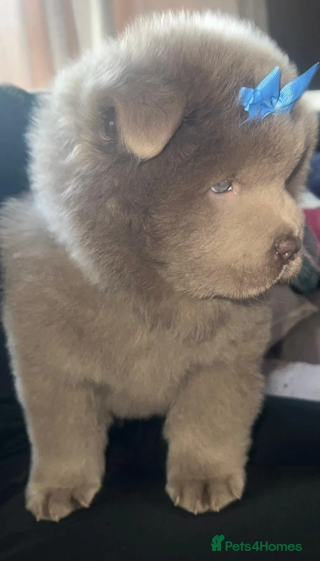 Chow Chow dogs for sale: LILAC CHOW CHOW BOY   😻 - Advert 2