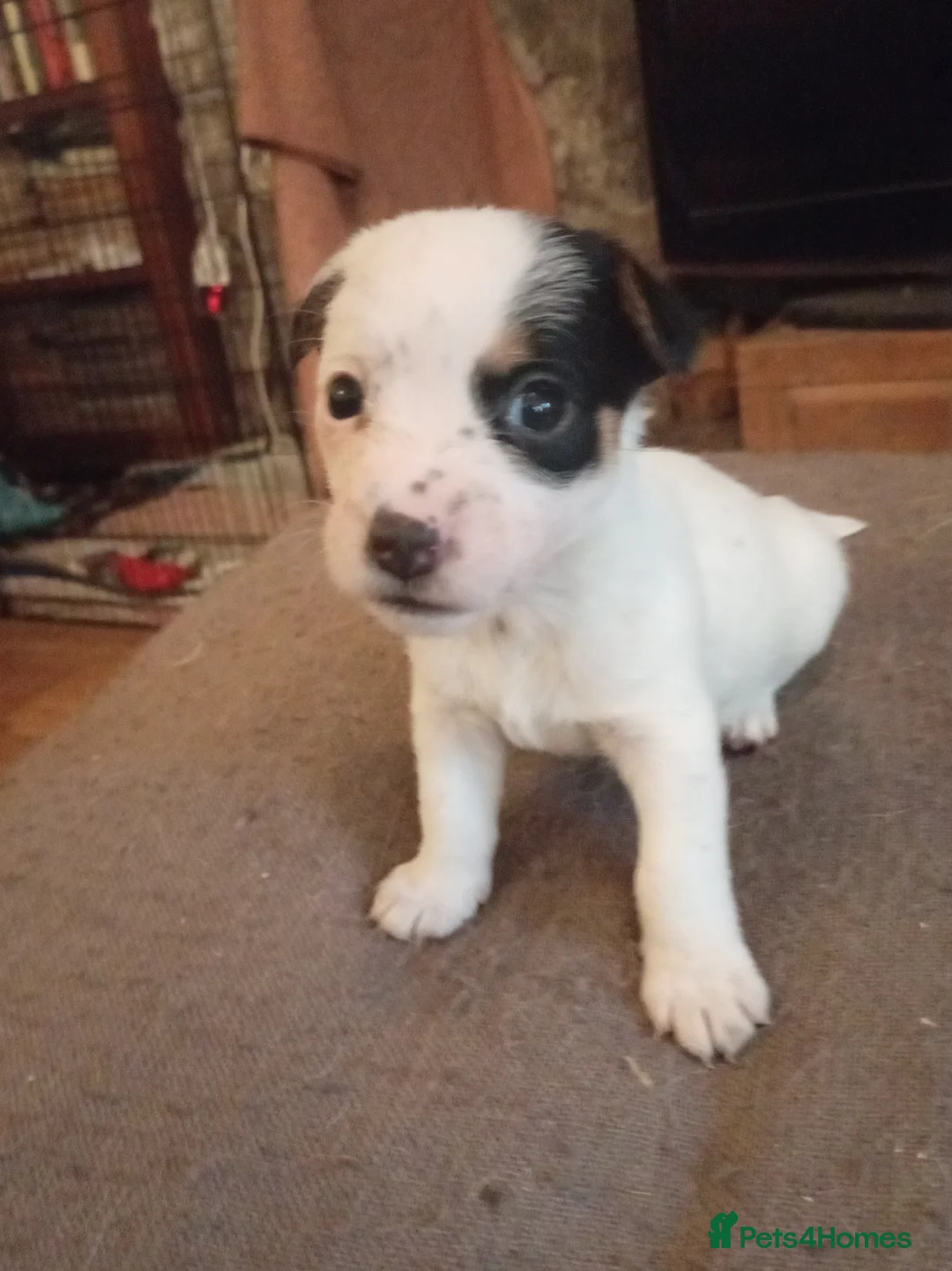 Jack Russell dogs for sale: Jack Russell puppies for sale  - Advert 20