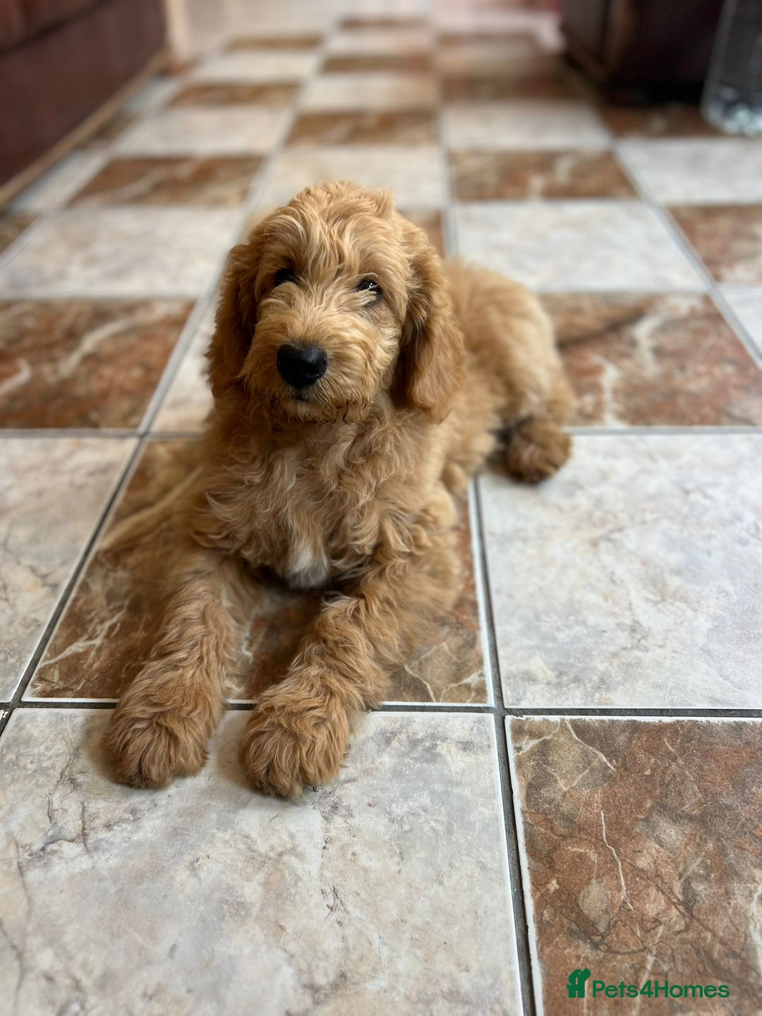 Mini Goldendoodle dogs for sale: GoldenDoodles Date of birth 01.05.2025 - Image 13
