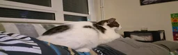 Domestic Shorthair cats for sale: Urgent-Romeo is looking for a forever home - Advert 4