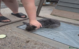 Lionhead rabbits for sale: Lion head baby's  - Image 2