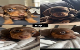 Miniature Dachshund dogs for sale: Miniature daschunds  READY TO LEAVE 29th SEPT - Image 3
