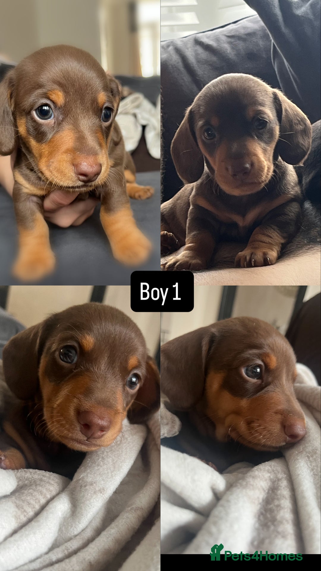 Miniature Dachshund dogs for sale: Miniature daschunds  READY TO LEAVE 29th SEPT - Image 3