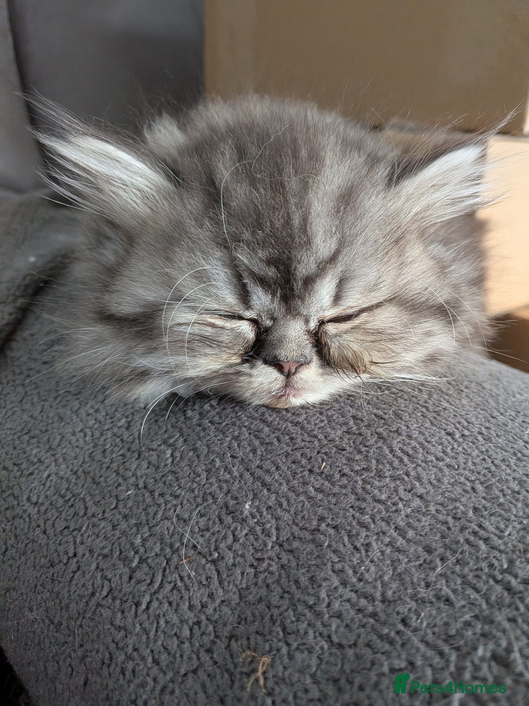 Persian cats for sale: Beautiful Persian kittens  - Image 13