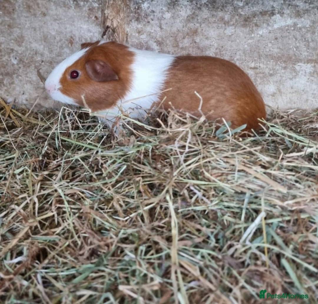 Guinea Pig rodents for sale: 8 week old +  female guineapigs - Image 9