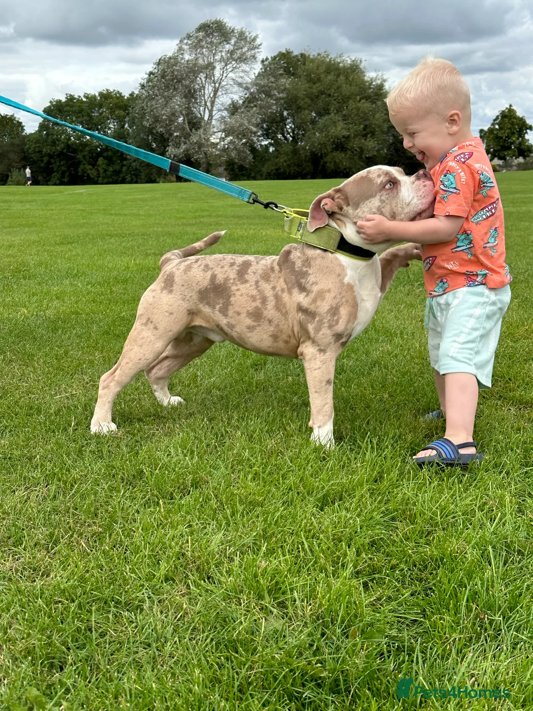 American Bully dogs for stud: Merle ABKC american pocket bully stud in Leicester - Advert 10