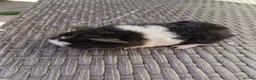 Guinea Pig rodents for sale: 2 baby girl guinea pigs  - Advert 9