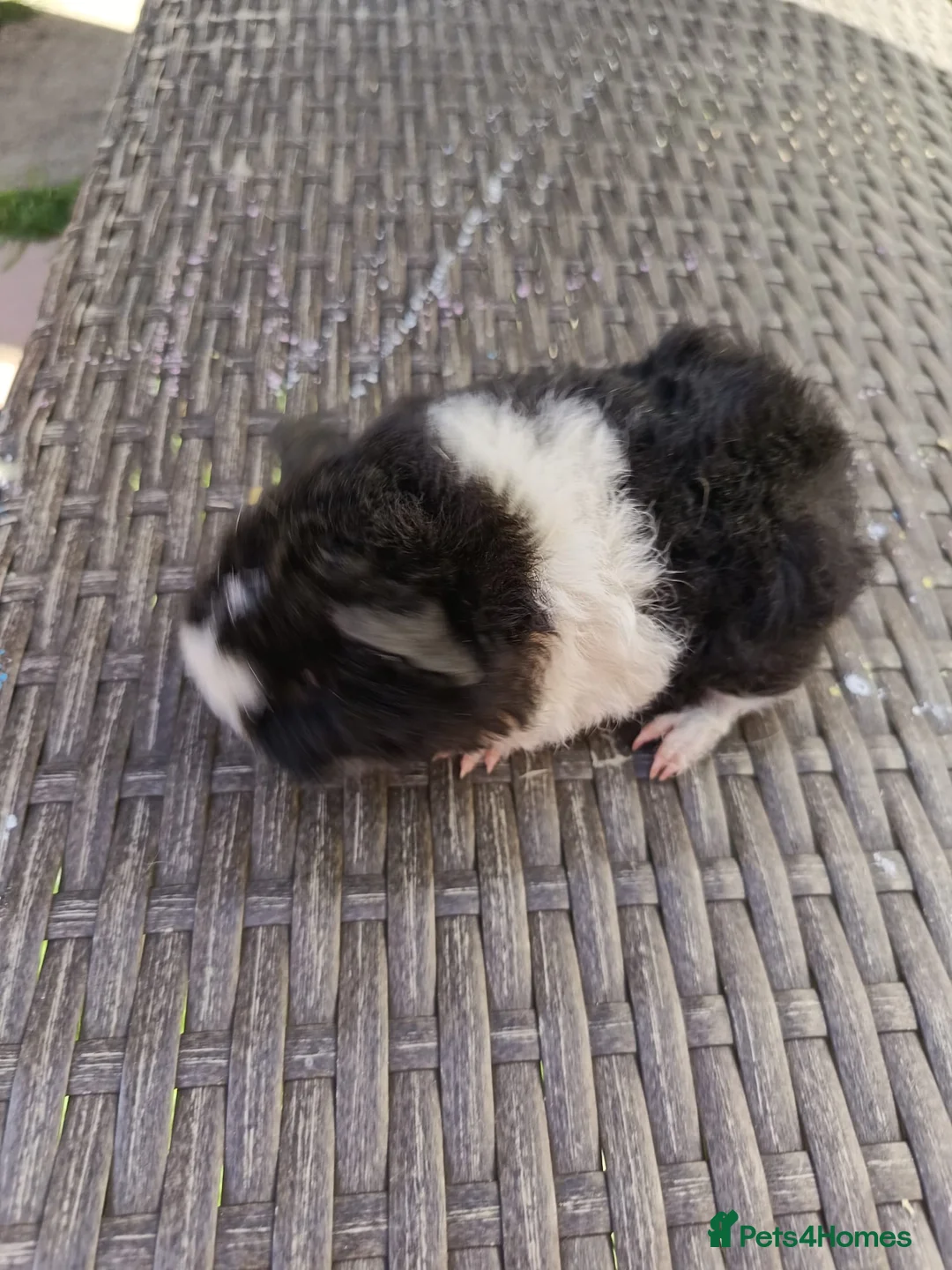 Guinea Pig rodents for sale: 2 baby girl guinea pigs  - Advert 9