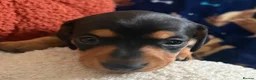 Miniature Dachshund dogs for sale: Kc reg 5 mini dachshund for sale  - Advert 11