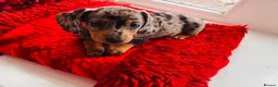 Miniature Dachshund dogs for sale: 🐶Miniature Dachshund Puppie - Advert 2