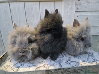 Lionhead rabbits Purebred Lionhead Rabbits - Advert 19
