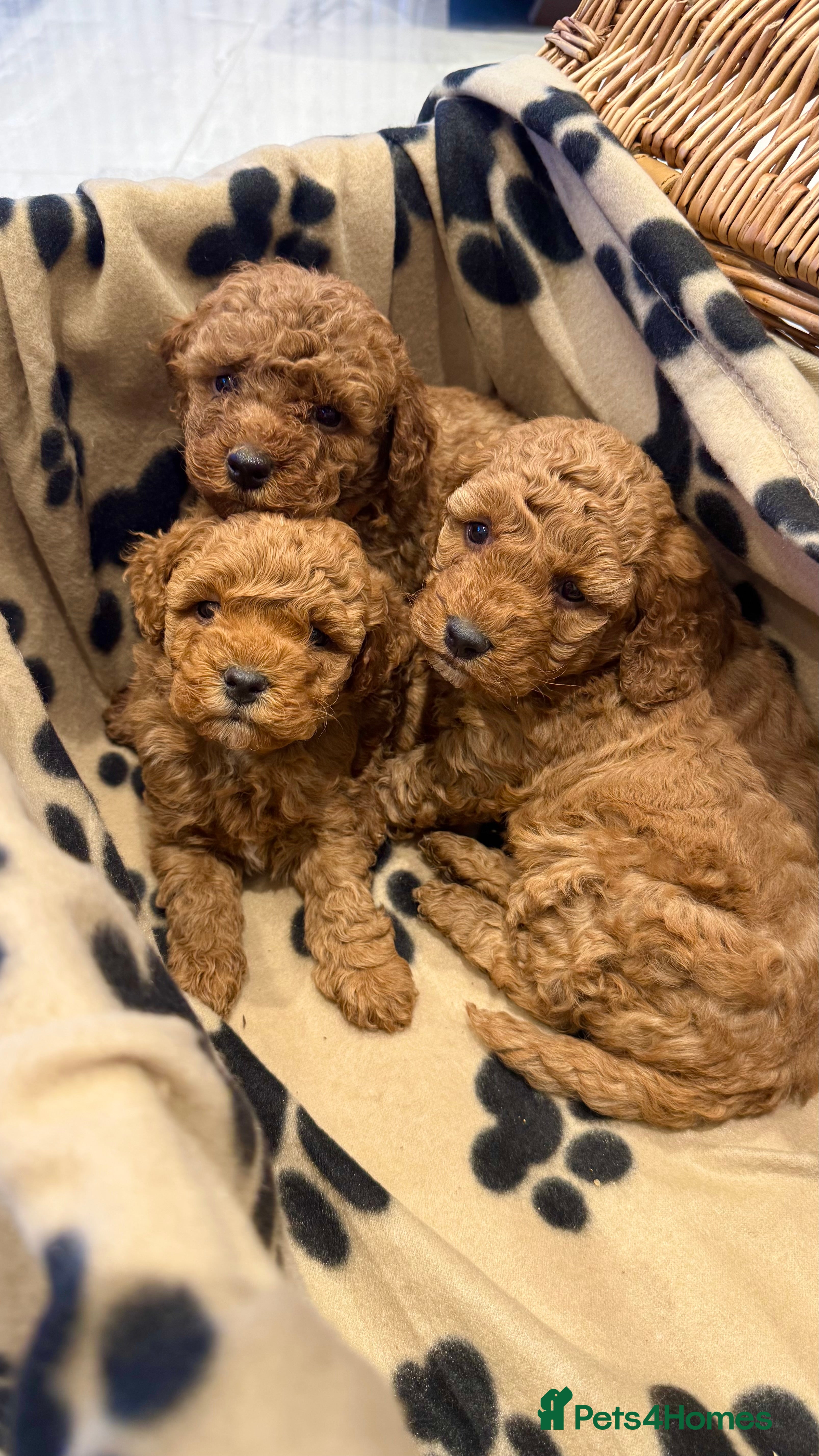 Cockapoo dogs ✨ Stunning F1b Cockerpoo Puppies Available ✨ - Advert 7