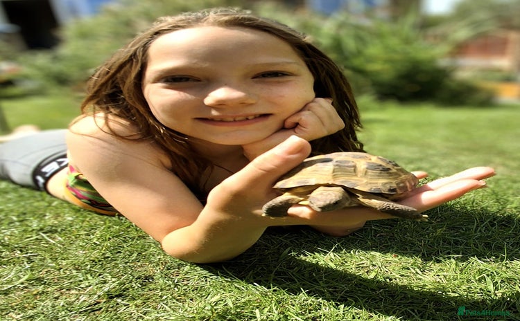 Tortoise reptiles - Advert 2