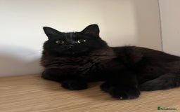 Mixed Breed cats for sale: Black 2year old cat in need of home - Image 6