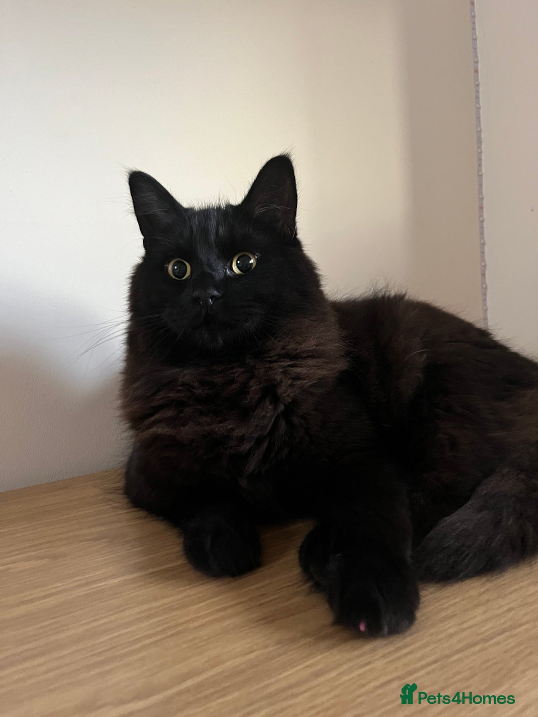 Mixed Breed cats for sale: Black 2year old cat in need of home - Image 6