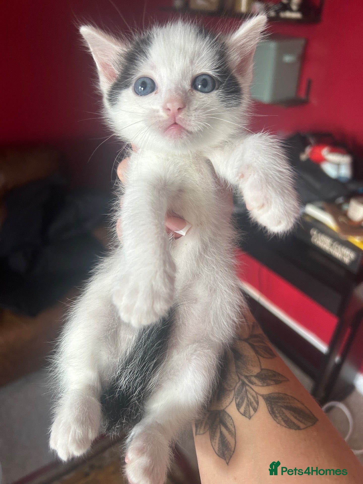 Ragdoll cats Ragdoll cross kittens mother is a purebred ragdoll - Advert 18