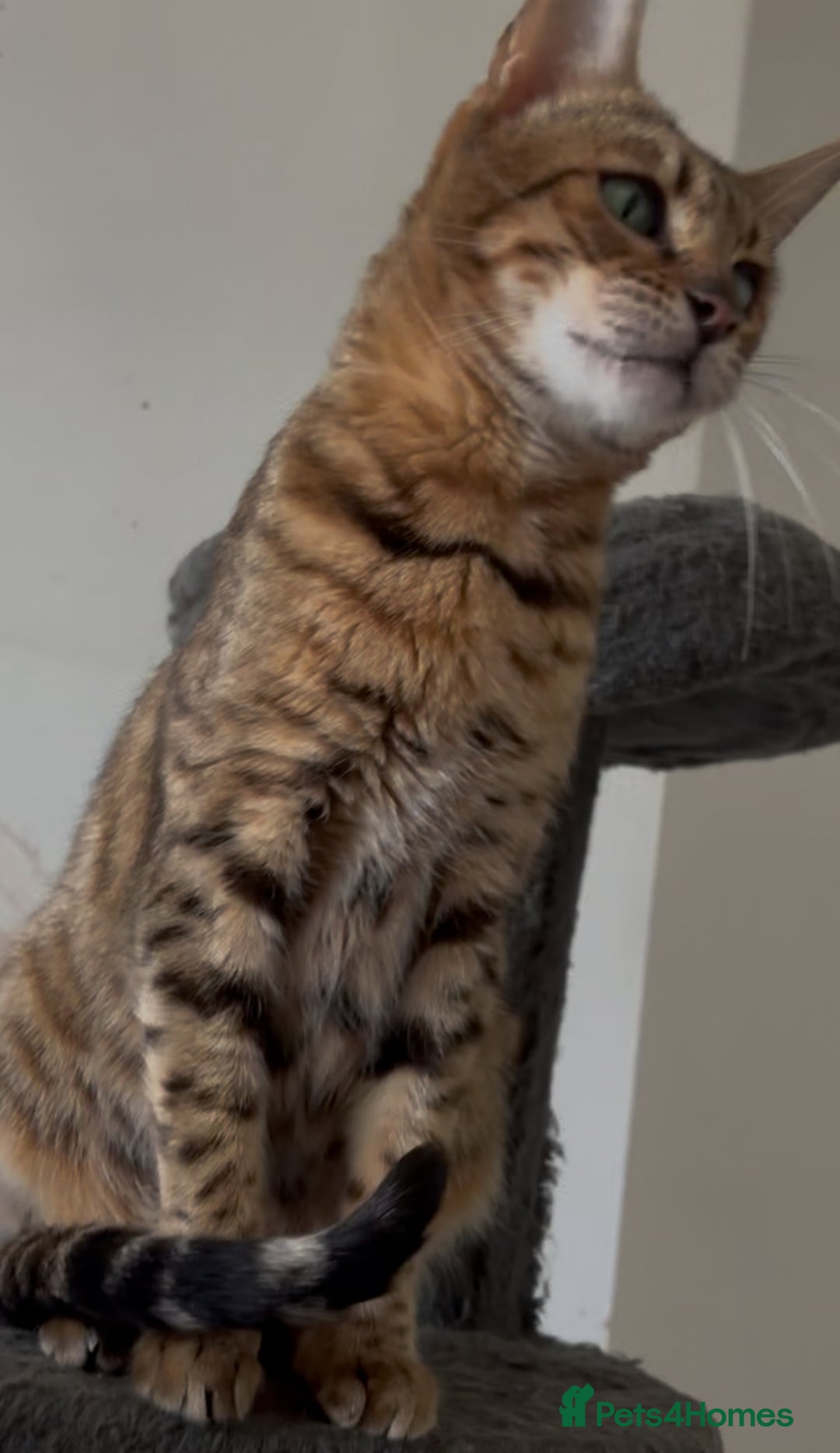 Bengal cats for sale: Bengals & Bengal x savannah kittens for rehome - Advert 3