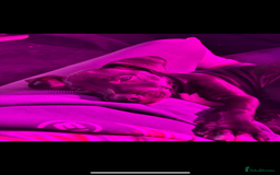 Mixed Breed dogs for sale: Cane corso x staff comes with cage and toys  - Image 4