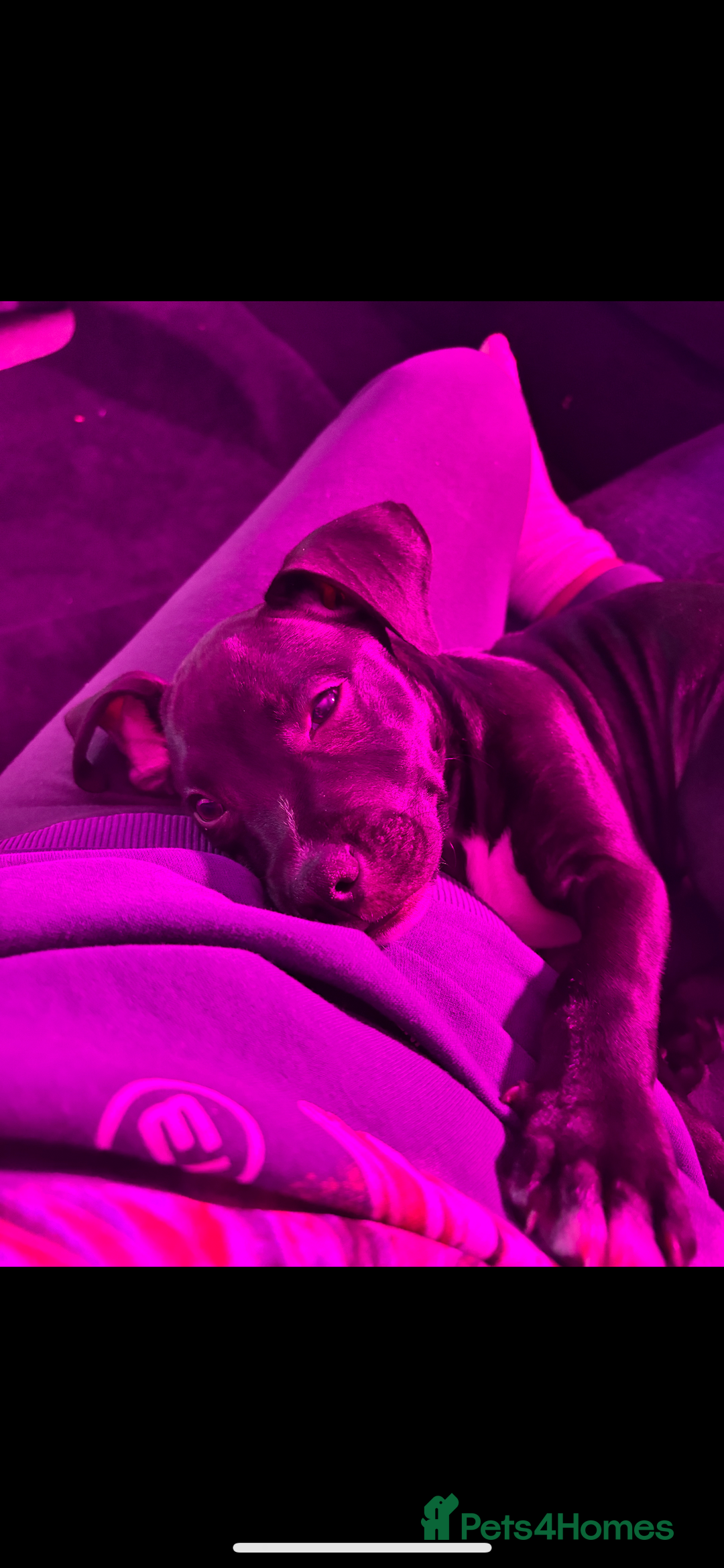 Mixed Breed dogs for sale: Cane corso x staff comes with cage and toys  - Image 4