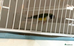 Finches birds for sale: 1 female Java and pair of gouilden  finches  - Image 14