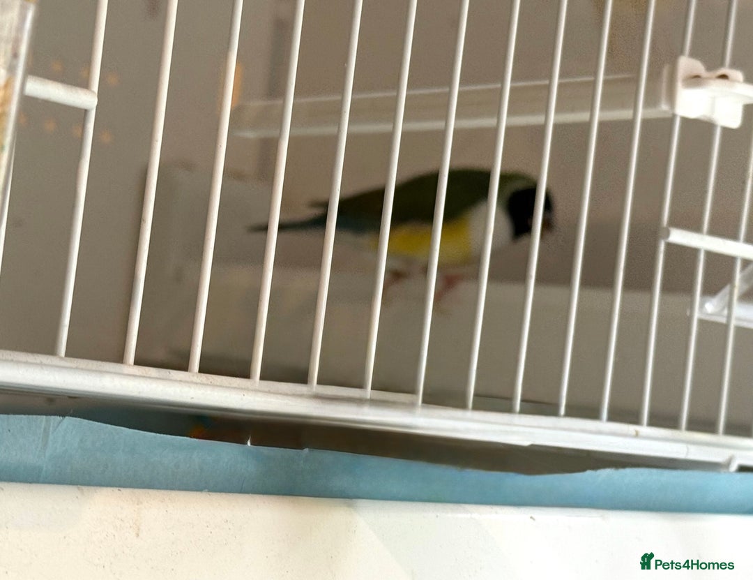 Finches birds for sale: 1 female Java and pair of gouilden  finches  - Image 14