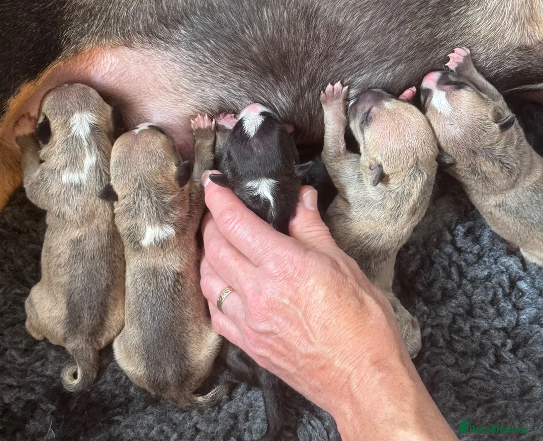 Miniature Bull terrier dogs for sale: Miniature Bull Terrier  in Neath - Advert 2