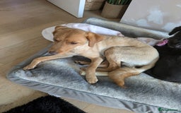 Labradoodle dogs for sale: Miniature labradoodle  - Advert 5