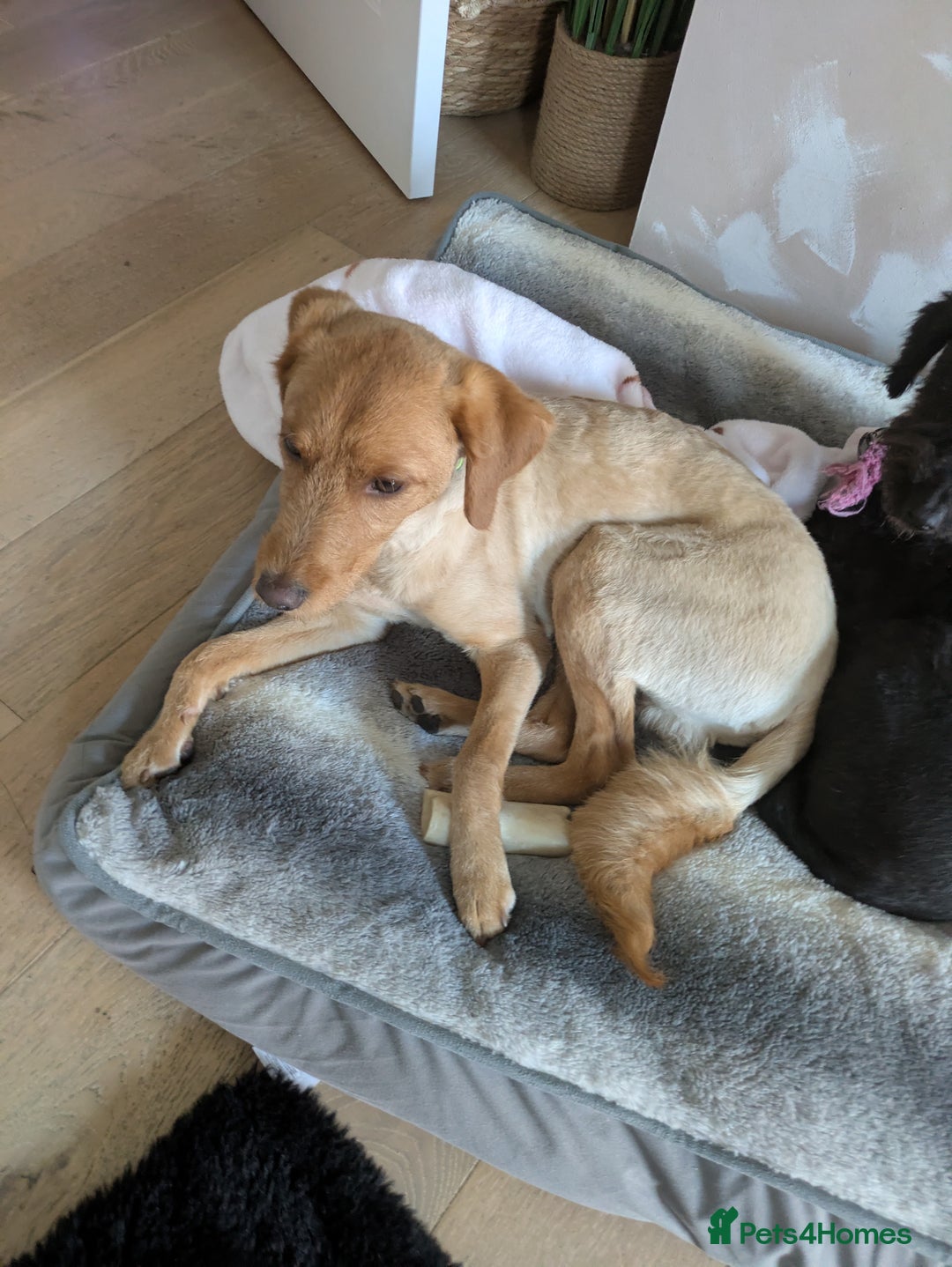 Labradoodle dogs for sale: Miniature labradoodle  - Advert 5