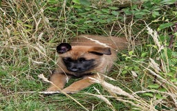 Belgian Shepherd Dog dogs for sale: Malinois Puppy for Sale - Pure, Healthy, KC Regist - Image 12