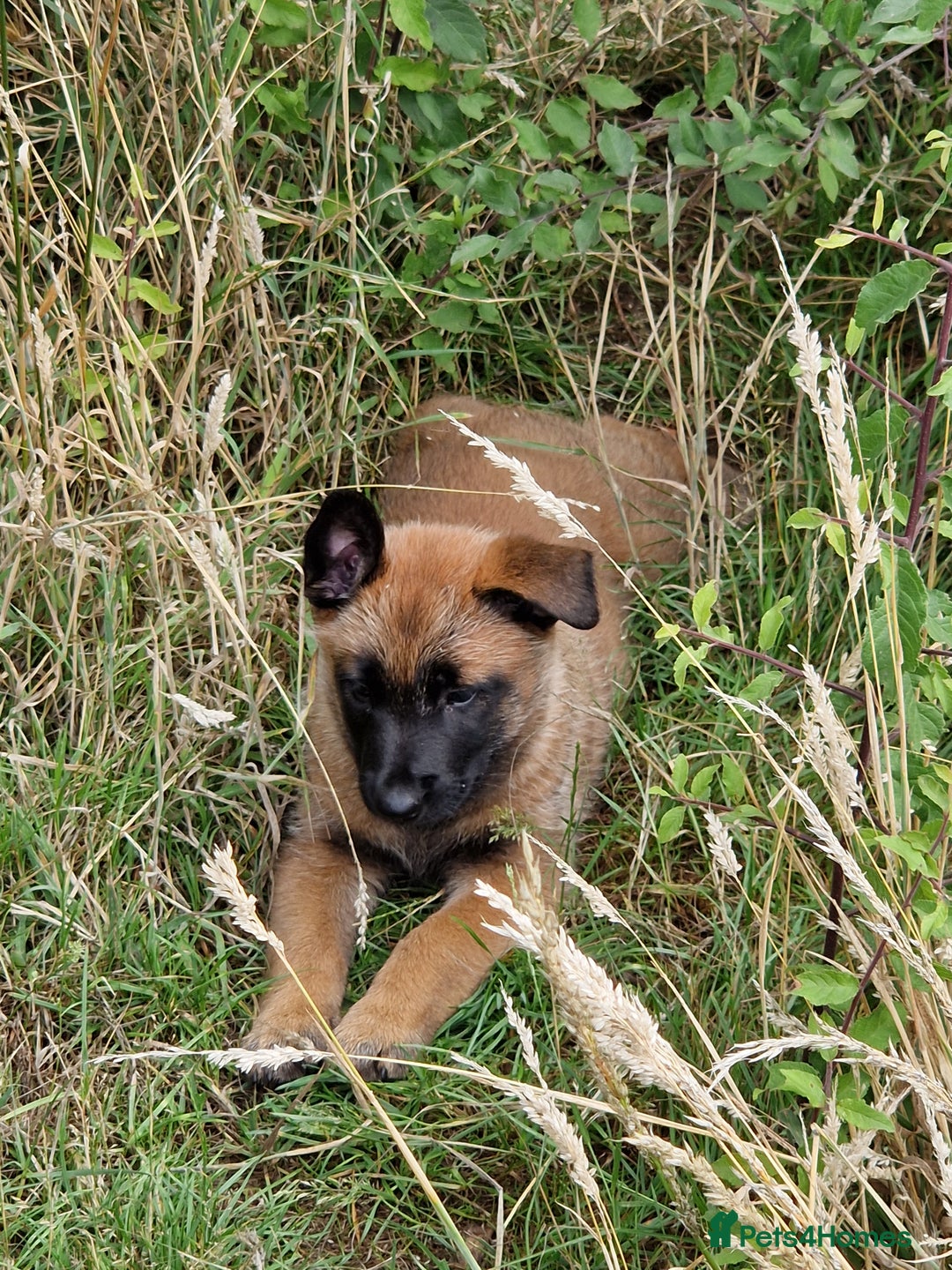 Belgian Shepherd Dog dogs for sale: Malinois Puppy for Sale - Pure, Healthy, KC Regist - Image 12
