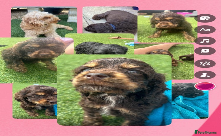 Cockapoo dogs - Advert 9