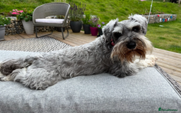 Miniature Schnauzer dogs for sale: Beautiful Miniature Schnauzers - 4 reserved  - Image 4