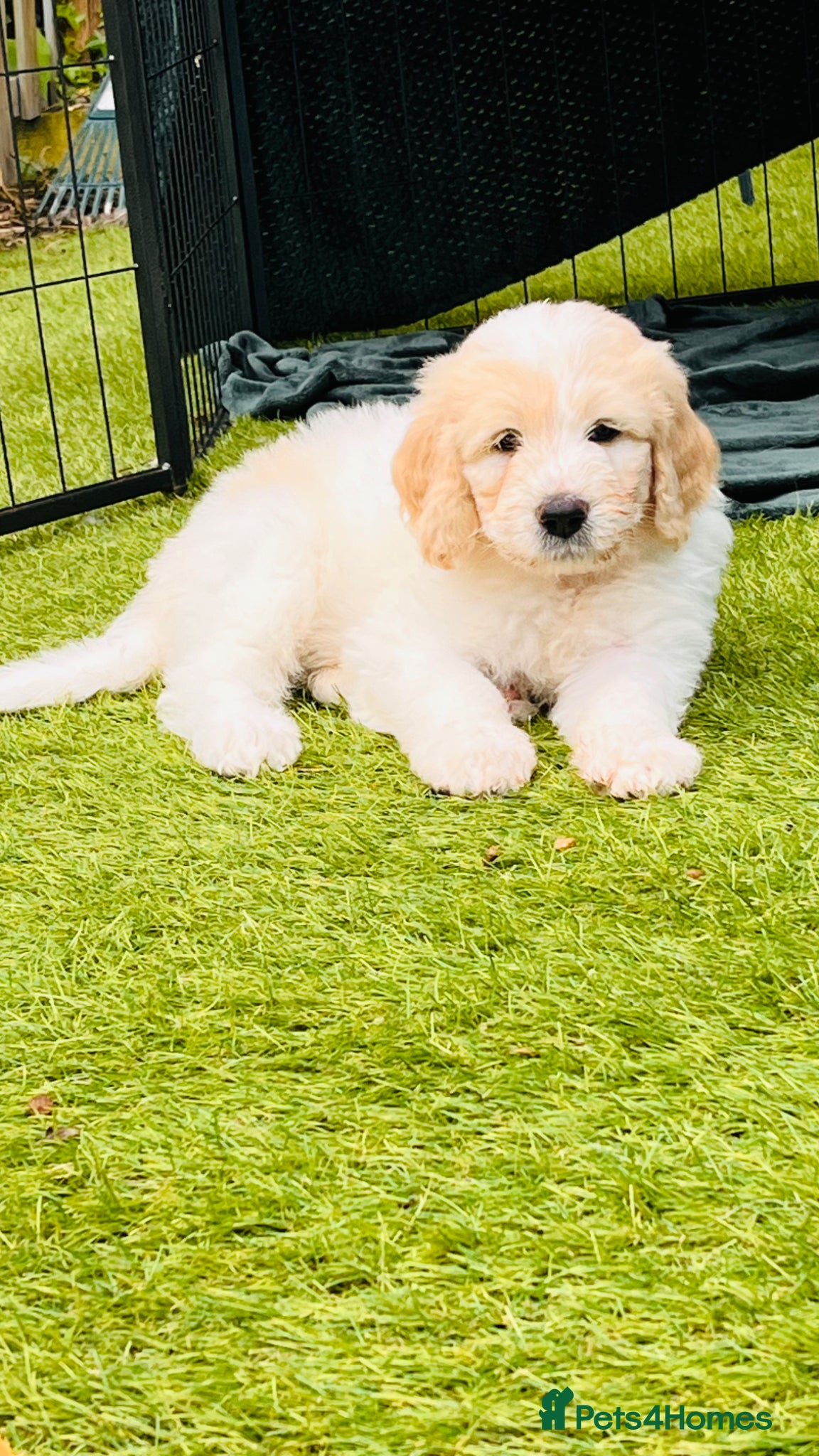 Mixed Breed dogs Exceptional Pyrenees Doodle Puppies   - Advert 2