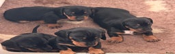 Miniature Dachshund dogs for sale: Miniature Smooth Haired Dachshund Puppies  - Advert 4