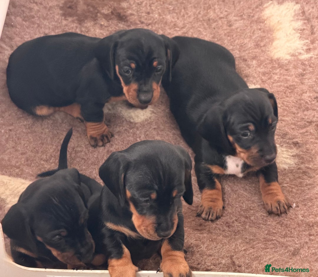 Miniature Dachshund dogs for sale: Miniature Smooth Haired Dachshund Puppies  - Advert 4