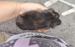 Guinea Pig rodents for sale: Baby boy pigs - Image 8