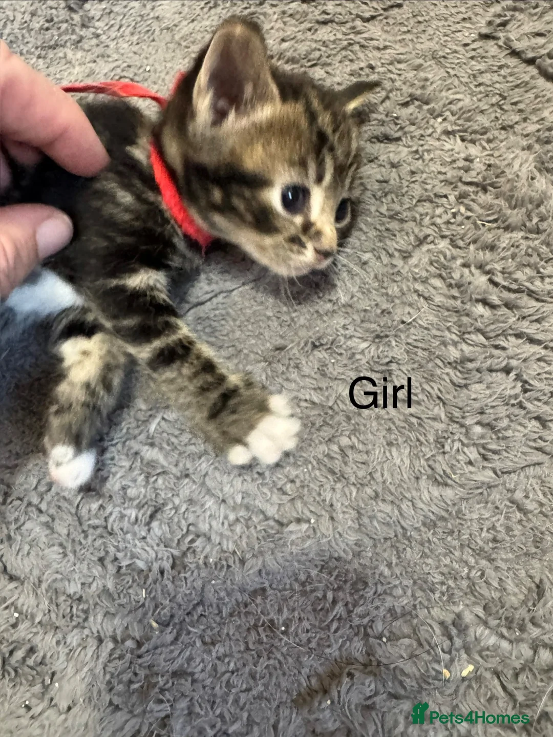 Mixed Breed cats for sale: 6 Beautiful kittens looking for there forever home - Advert 2