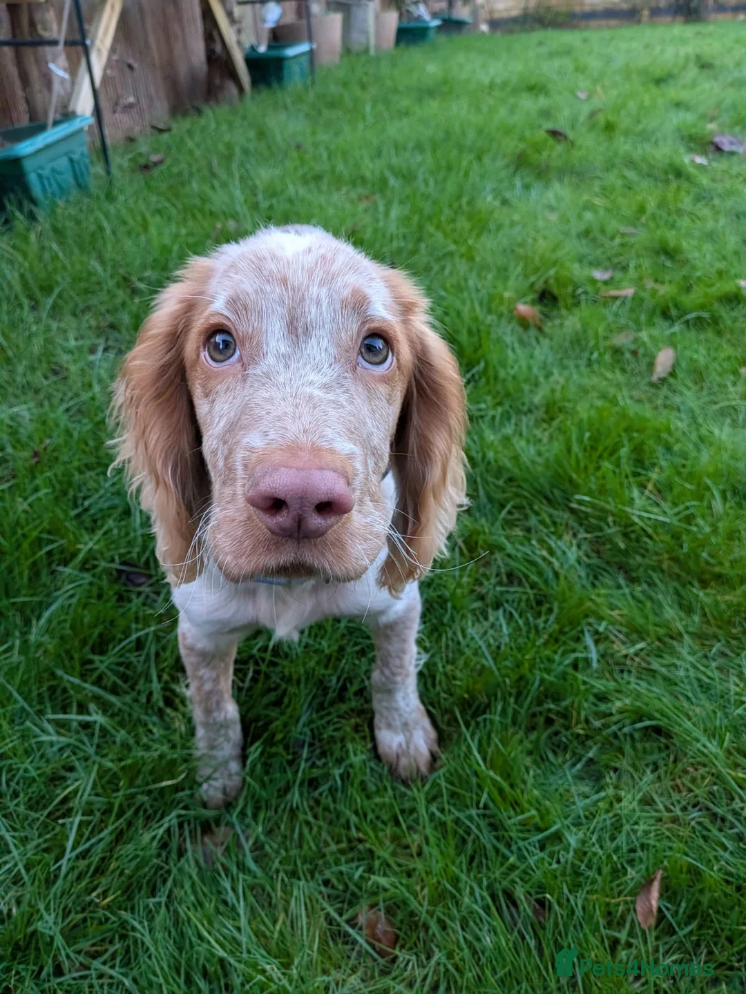 Cocker Spaniel dogs for sale: 9 Month old cocker spaniel needs rehoming - Advert 2